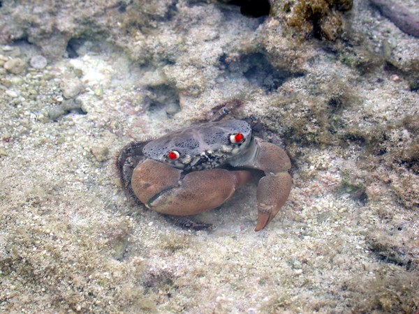 Crab